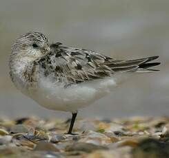 Bécasseau sanderling