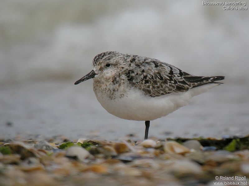 Bécasseau sanderling