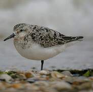 Sanderling