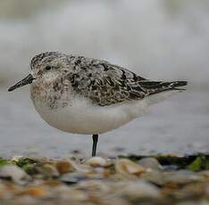 Bécasseau sanderling