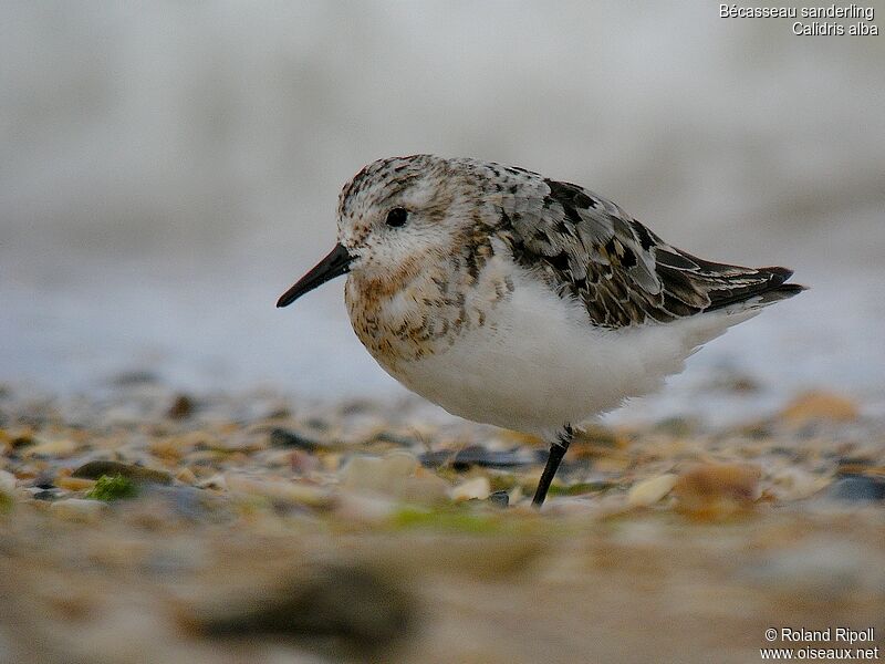 Bécasseau sanderling