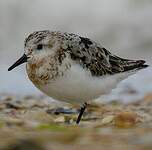 Bécasseau sanderling