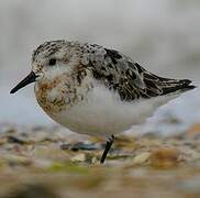 Bécasseau sanderling