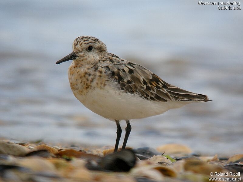 Sanderling