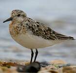 Bécasseau sanderling