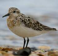 Sanderling