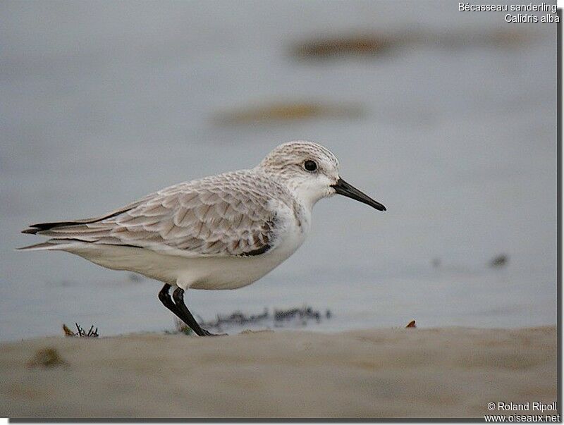 Bécasseau sanderling