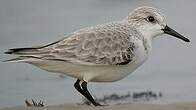 Bécasseau sanderling