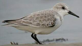 Bécasseau sanderling