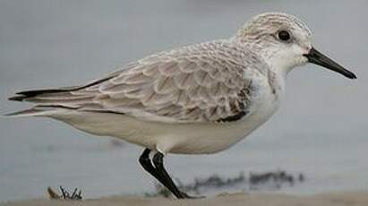 Bécasseau sanderling