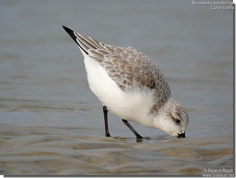 Bécasseau sanderling