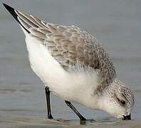 Bécasseau sanderling