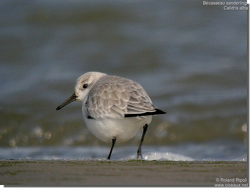 Bécasseau sanderling