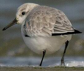 Bécasseau sanderling