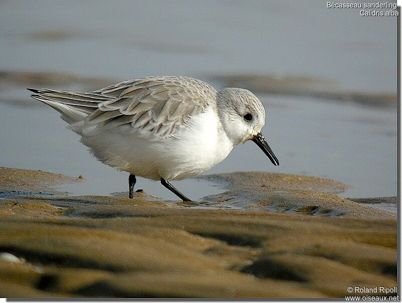 Bécasseau sanderling