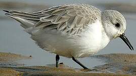 Bécasseau sanderling