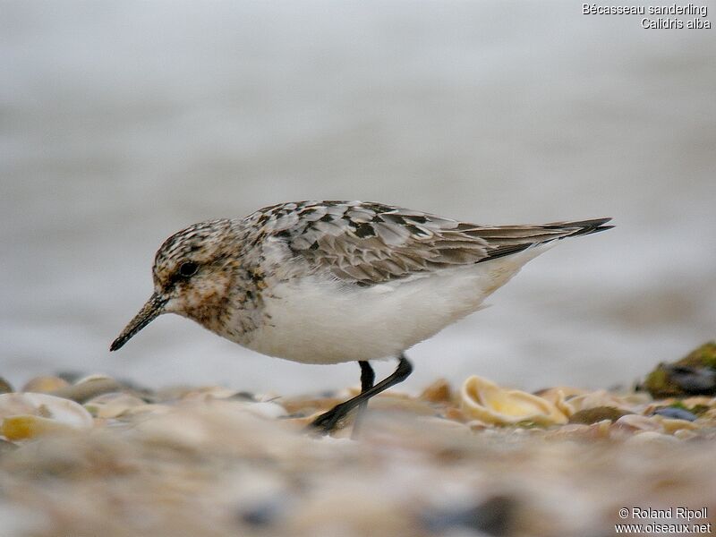 Sanderling