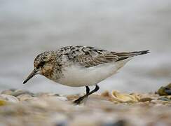 Sanderling