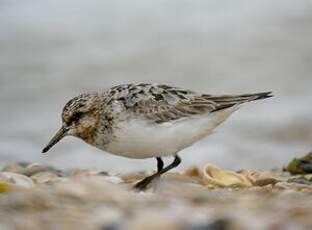 Bécasseau sanderling