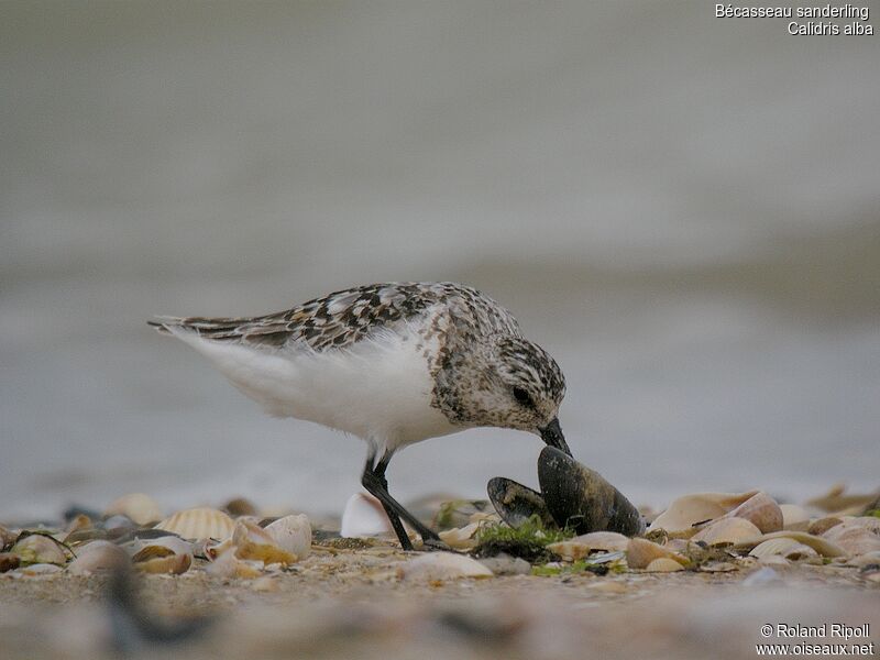 Bécasseau sanderling