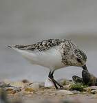 Bécasseau sanderling