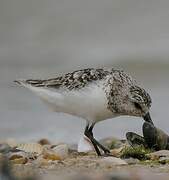 Sanderling