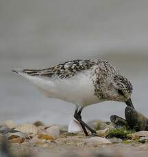 Bécasseau sanderling