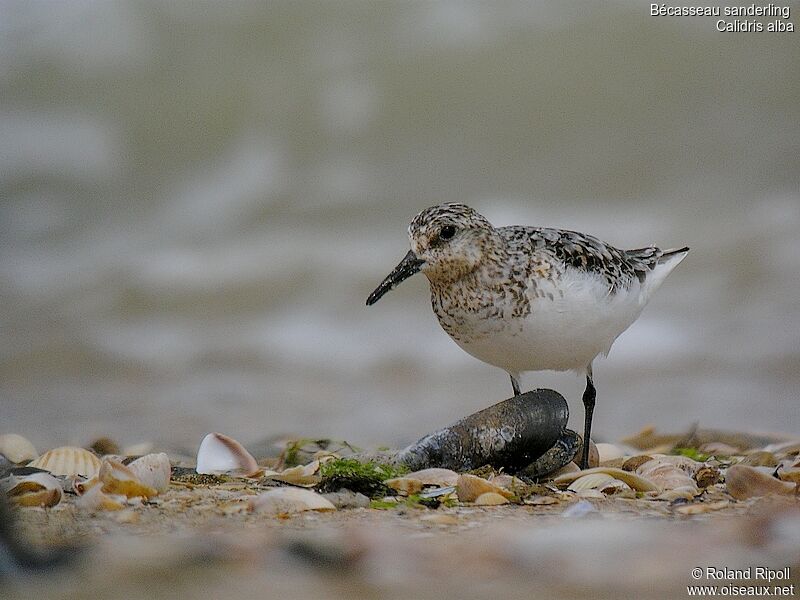 Bécasseau sanderling