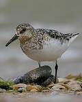 Bécasseau sanderling