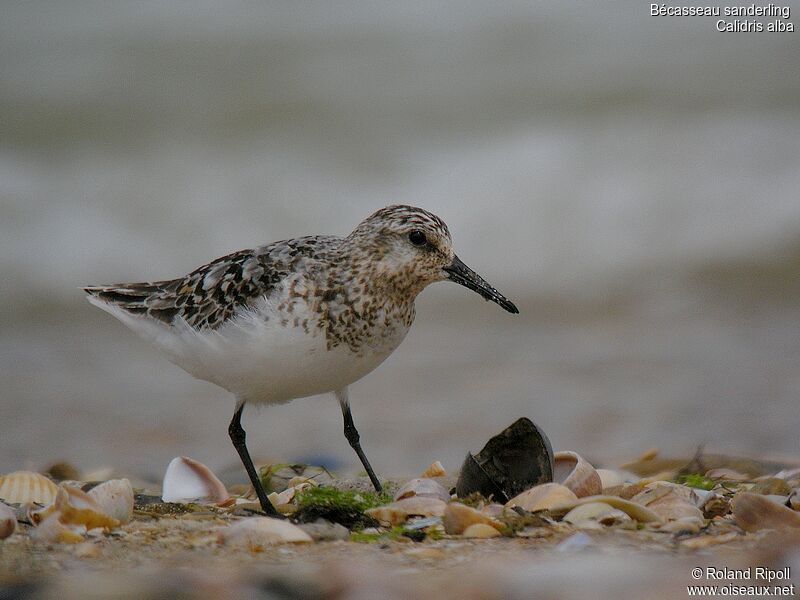 Sanderling