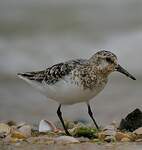 Bécasseau sanderling