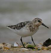 Sanderling