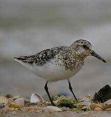 Bécasseau sanderling