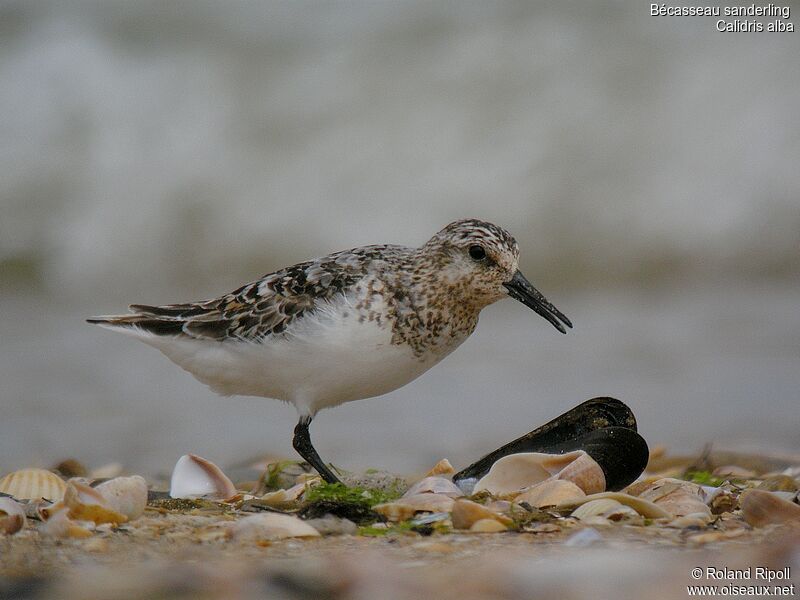 Bécasseau sanderling