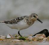 Bécasseau sanderling