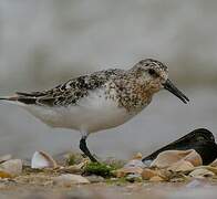 Sanderling