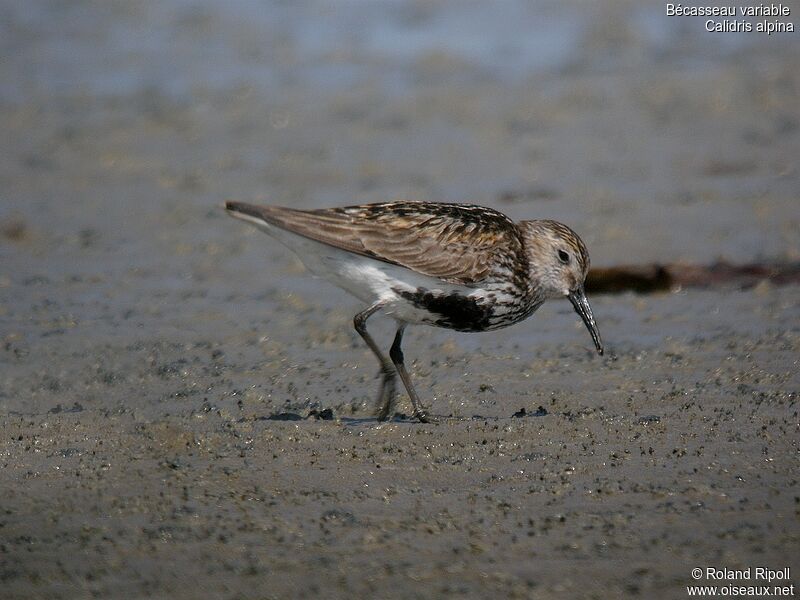 Dunlin