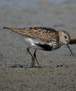 Dunlin