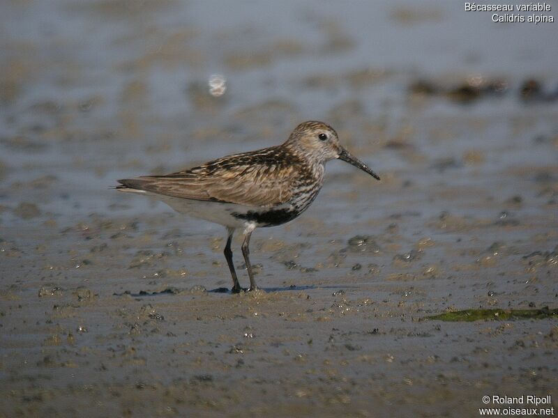 Dunlin