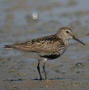 Dunlin