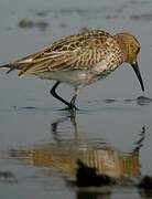 Dunlin