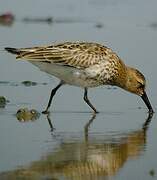 Dunlin