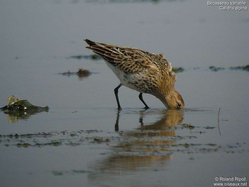 Bécasseau variable