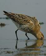 Dunlin