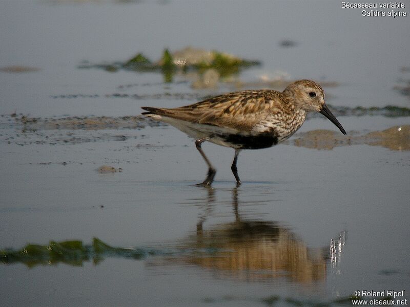 Bécasseau variable