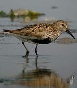 Dunlin