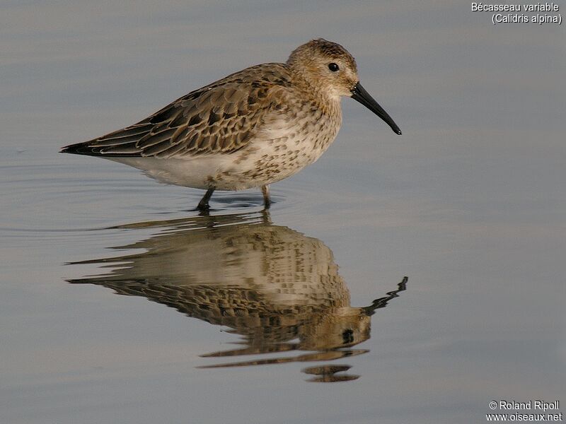 Dunlinadult post breeding