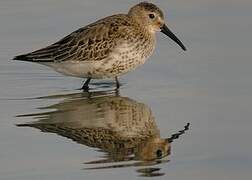 Dunlin