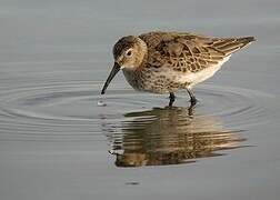 Dunlin