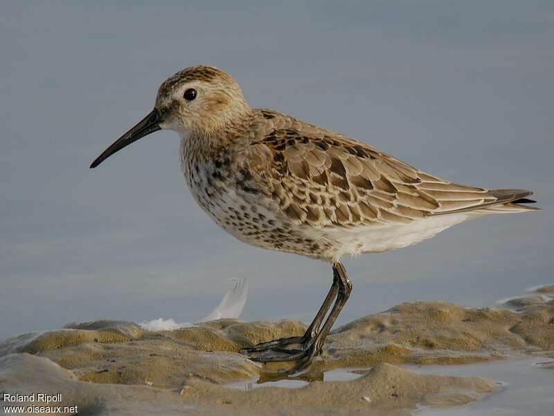 Dunlinadult post breeding, identification